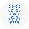 Peterhead Wasp Nest Removal